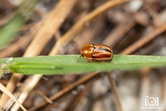 Cryptocephalus