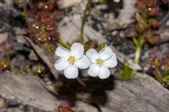 Drosera stolonifera