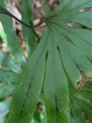 Lygodium longifolium