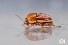 Cryptocephalus