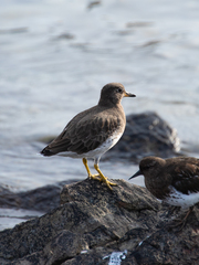 Calidris virgata