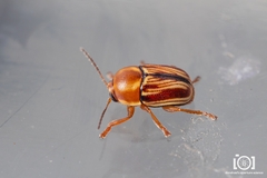 Cryptocephalus