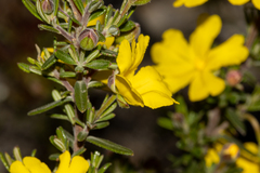Hibbertia hypericoides hypericoides