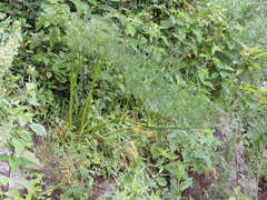 Arracacia tolucensis
