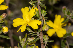 Hibbertia hypericoides hypericoides