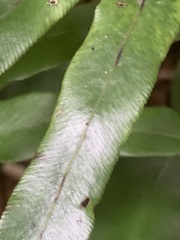 Lygodium longifolium