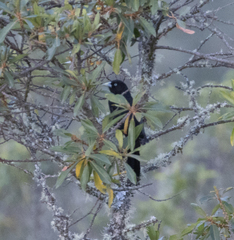 Cacicus chrysonotus