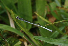 Agriocnemis argentea