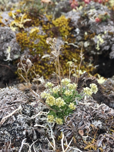 Ellesmereland whitlowgrass (Draba subcapitata)