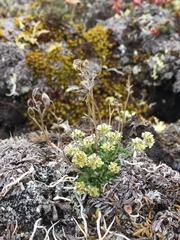 Draba subcapitata