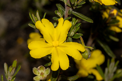Hibbertia hypericoides hypericoides