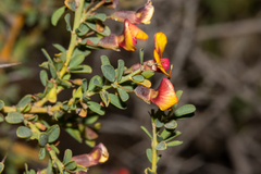 Bossiaea spinescens