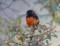 Anisognathus igniventris