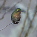 Scaled Metaltail - Photo (c) avocat, some rights reserved (CC BY-NC), uploaded by avocat