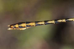 Ophiogomphus arizonicus