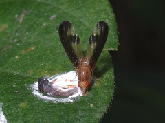 Toxonevra superba
