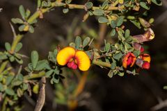 Bossiaea spinescens