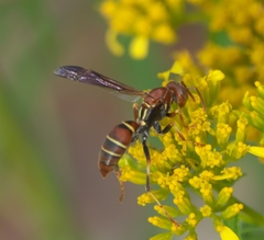 Polistes dorsalis dorsalis