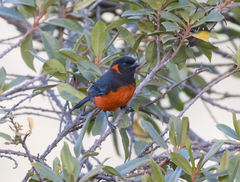 Anisognathus igniventris