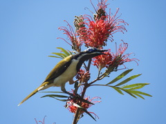 Entomyzon cyanotis