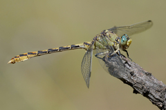 Ophiogomphus arizonicus