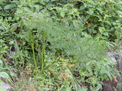 Arracacia tolucensis