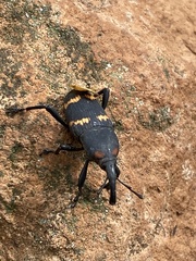Cactophagus spinolae