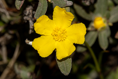 Hibbertia commutata