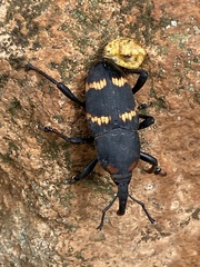 Cactophagus spinolae