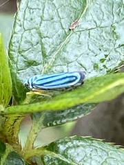 Graphocephala flavovittata