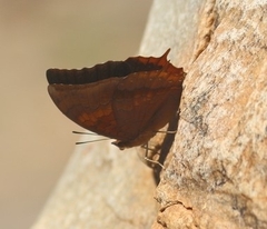 Charaxes