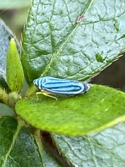 Graphocephala flavovittata