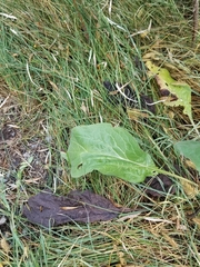 Cynoglossum officinale