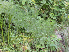 Arracacia tolucensis