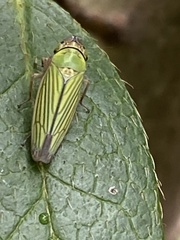 Chlorogonalia losoplanensis