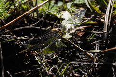 Ophiogomphus arizonicus