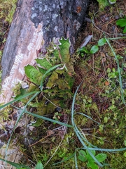 Peltigera aphthosa
