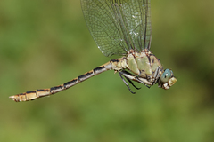 Ophiogomphus arizonicus