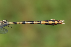 Ophiogomphus arizonicus