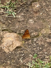 Emesis saturata
