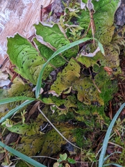 Peltigera aphthosa