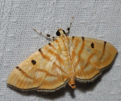 Notarcha tigrina
