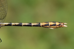 Ophiogomphus arizonicus