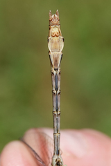 Ophiogomphus arizonicus