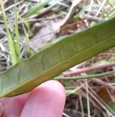 Parsonsia brownii