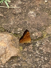Emesis saturata
