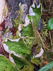 Peltigera aphthosa