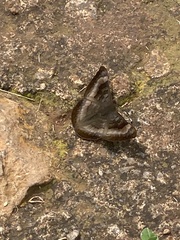 Emesis saturata