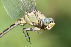 Ophiogomphus arizonicus