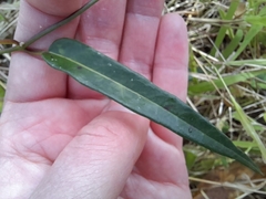 Parsonsia brownii